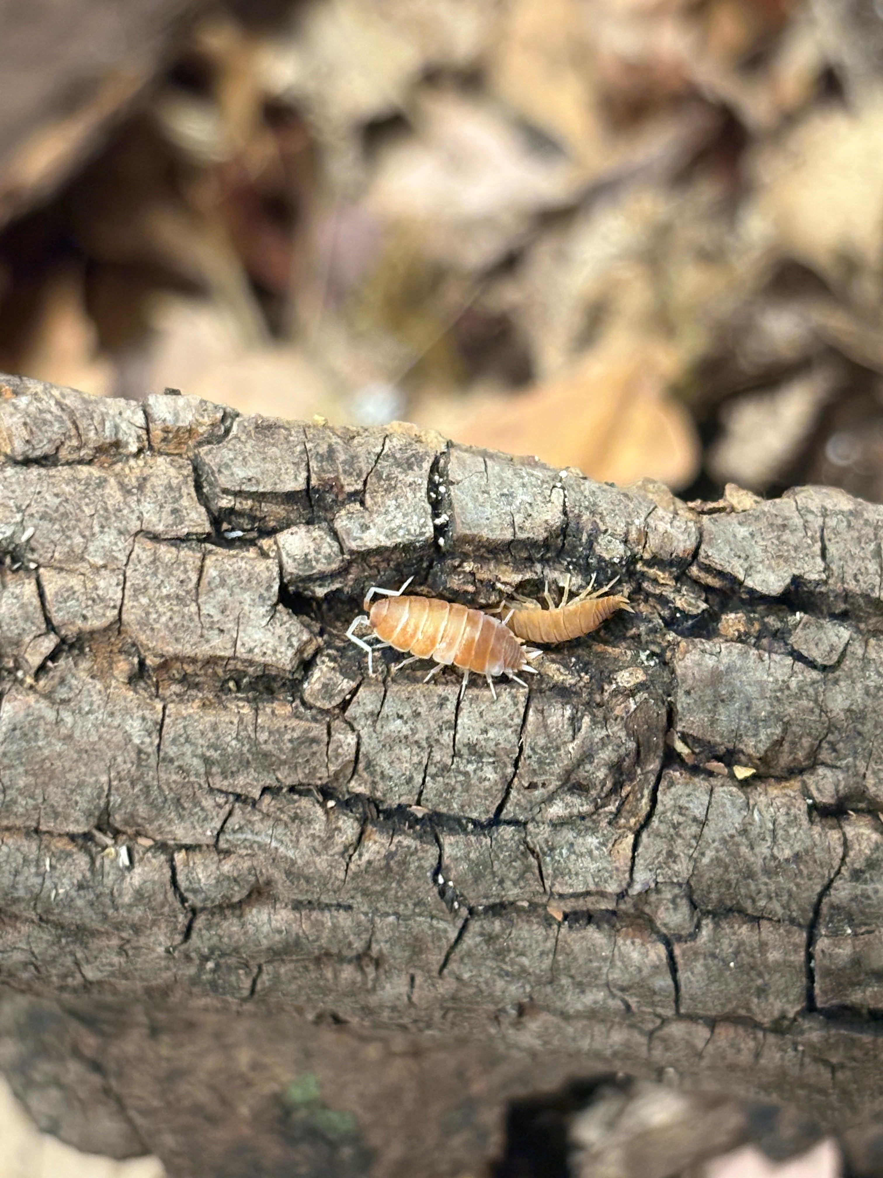 12 count- Porcellionides Pruinosus “Orange Cream”