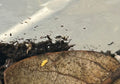 25 count- Ceratophysella Isabellae "Yellow Albino" (Overcount)