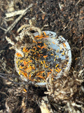 25 count- Yuukianura Aphoruroides “Florida”