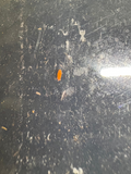 30 count- Vitroanura Giselae “Orange” (Bronx, NY)