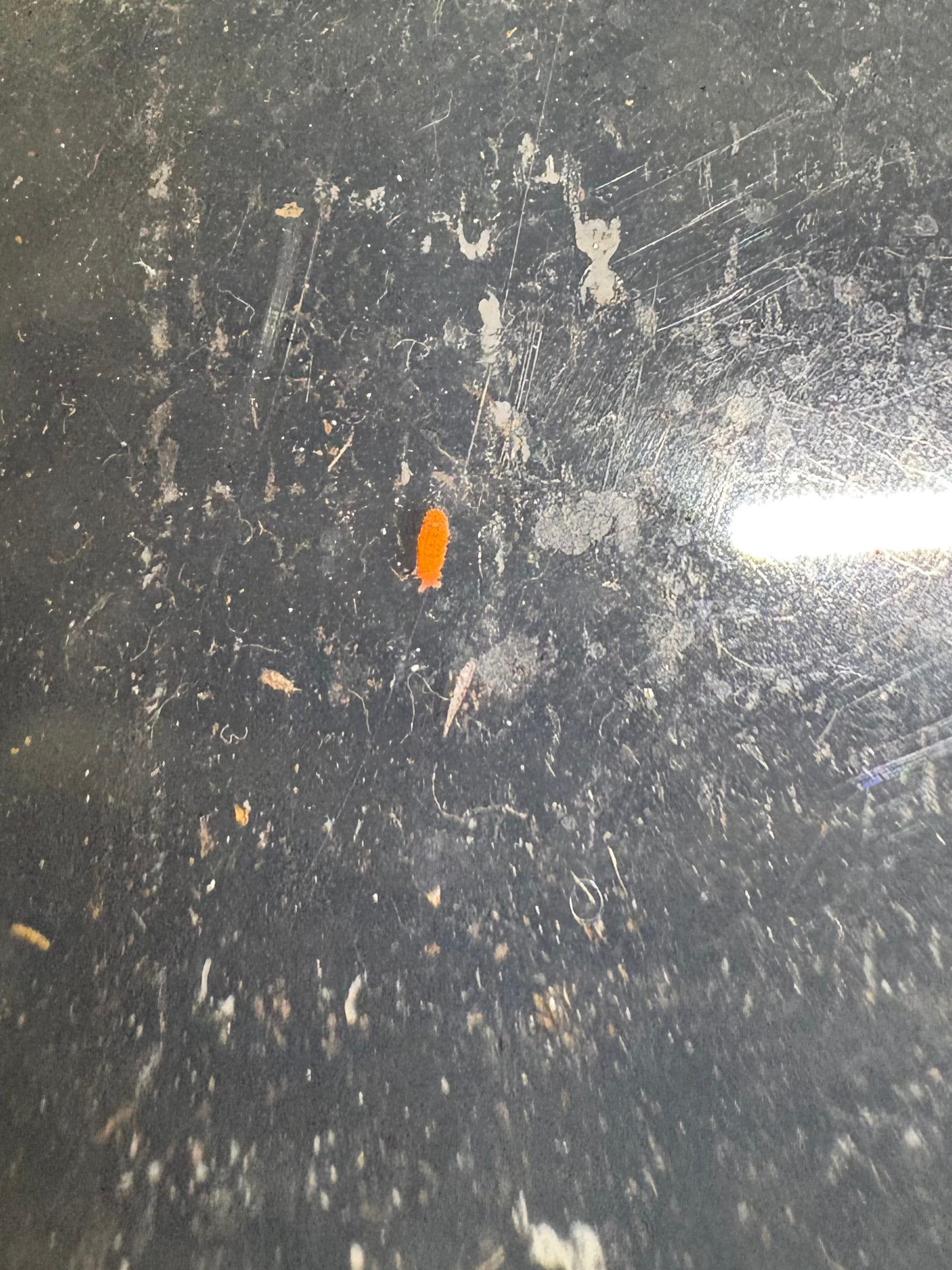 20 count- Vitroanura Giselae “Orange” (Bronx, NY)