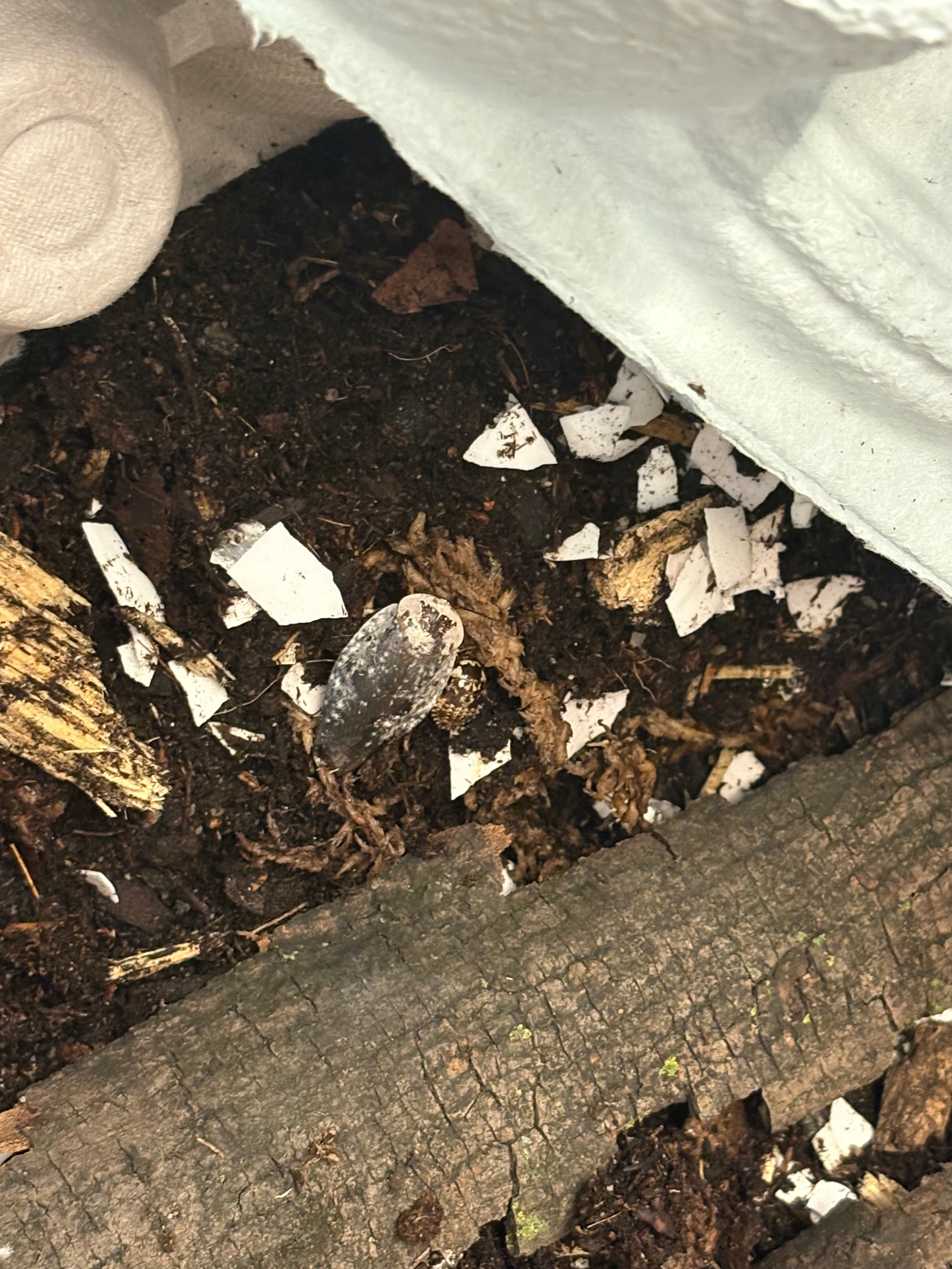 40 count- Gyna Caffrorum “Chrome” (mixed nymphs/adults)