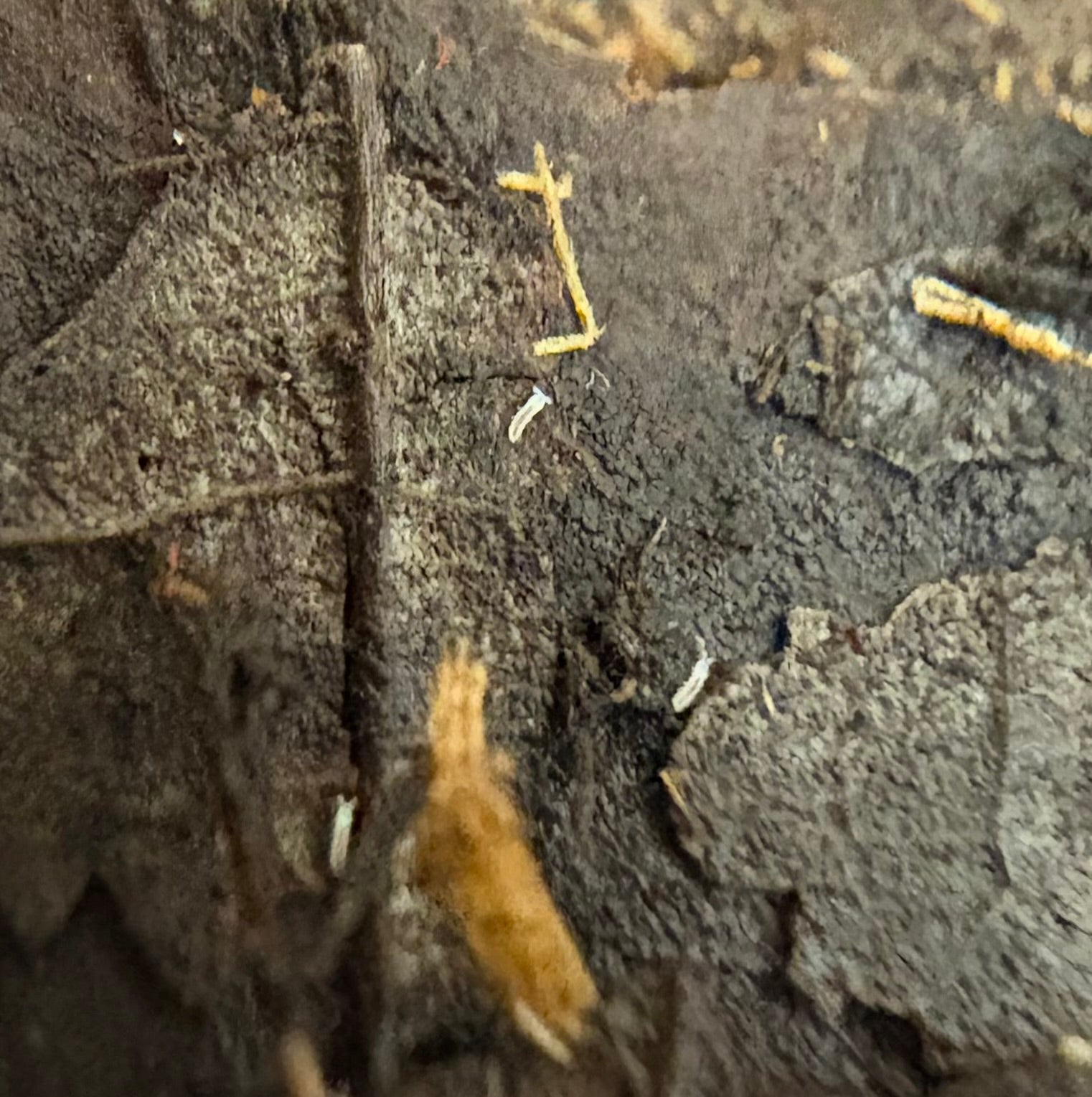 100 count- Thalassaphorura Encarpata “Little Soil”