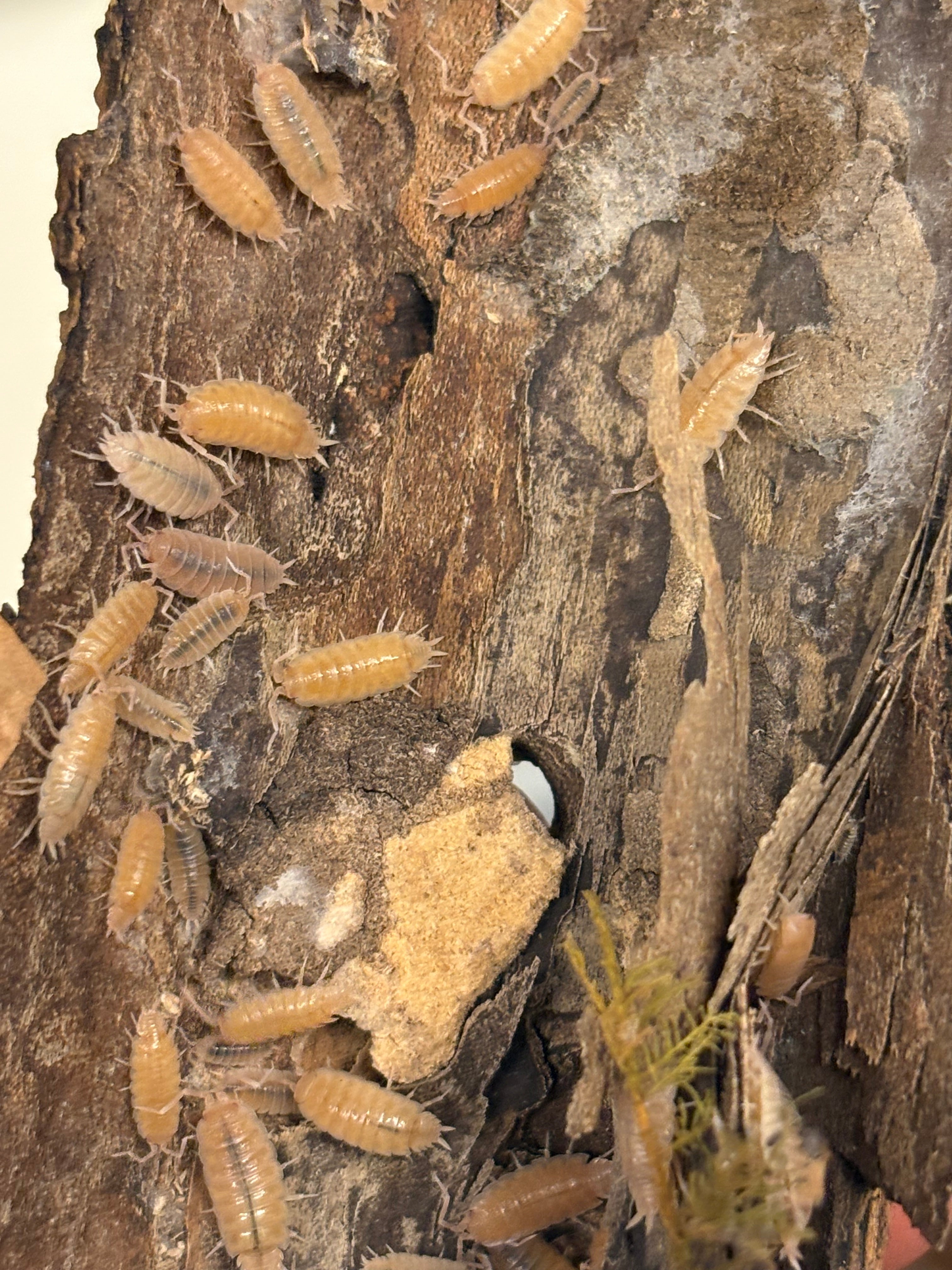 12 count- Porcellionides pruinosus “Powder Pink”