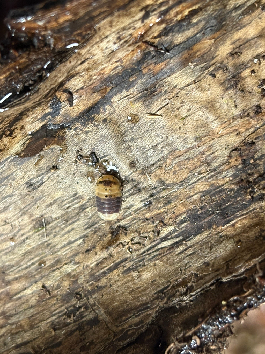 10 Count- Cubaris sp. “Bumblebee”