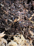 25 count- Hypogasturidae sp. "Tiny Blue" (Overcount)