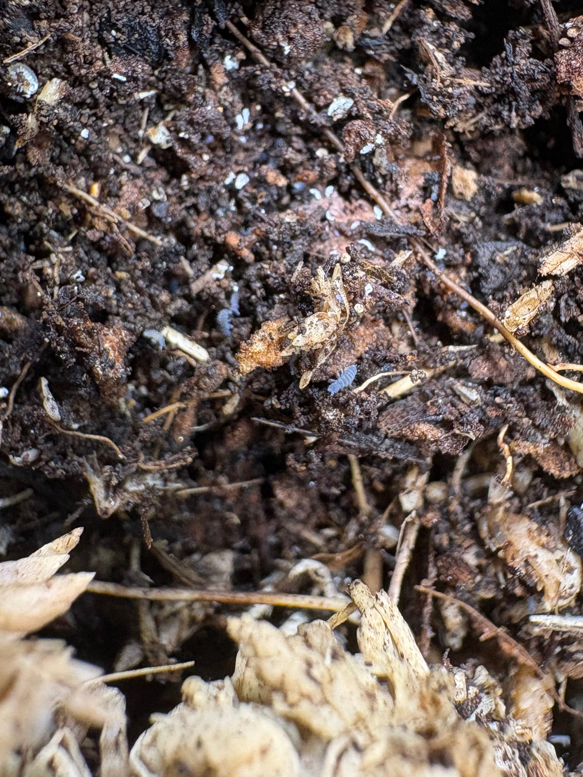 100 count- Hypogasturidae sp. “Tiny Blue”