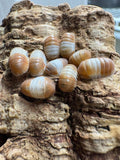10 Count- Cubaris sp. “Red Panda”