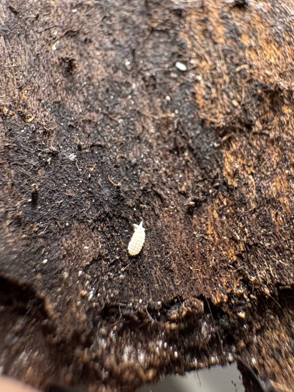 30 Count- Vitroanura Giselae "White Rabbit"