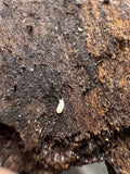 30 Count- Vitroanura Giselae "White Rabbit"