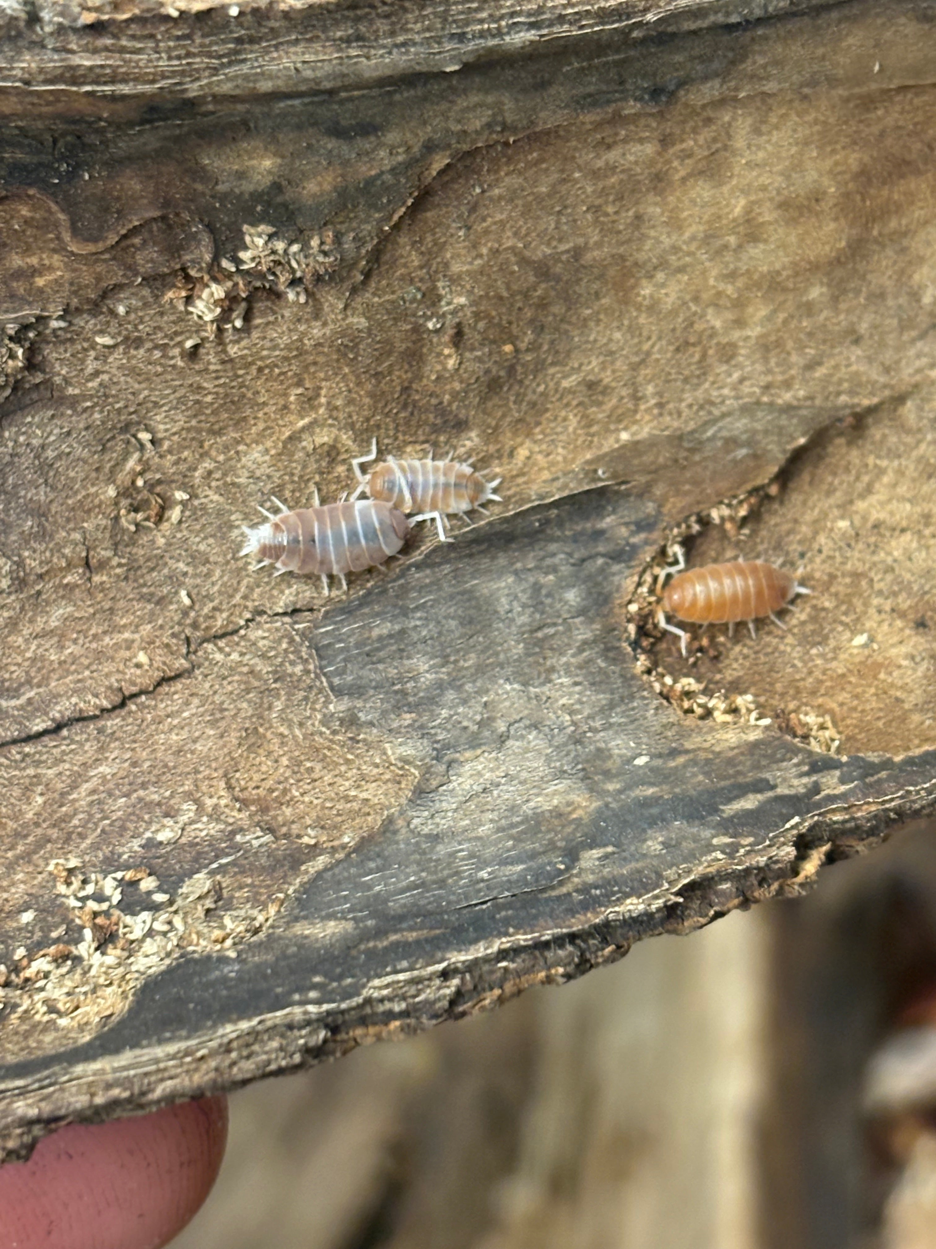 12 count- Porcellionides Pruinosus “Orange Cream”