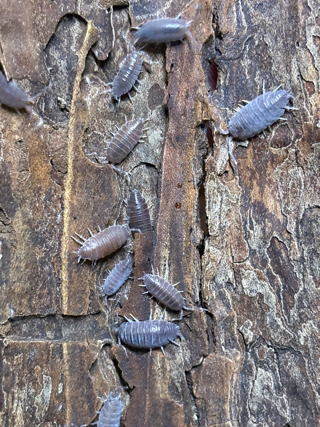 12 count- Porcellionides Pruinosus "Estacado Ghost Town"