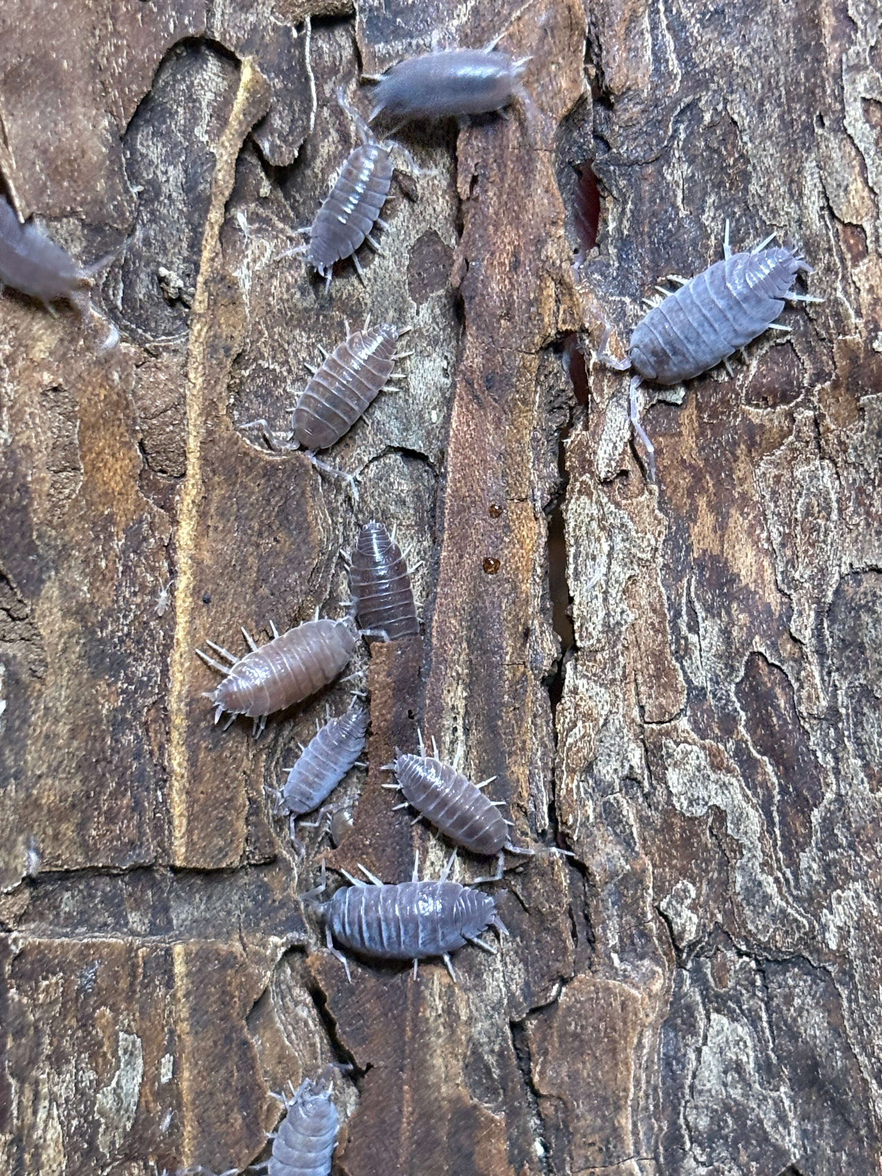 12 count- Porcellionides Pruinosus "Estacado Ghost Town"