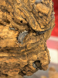 12 count- Porcellionides Pruinosus “Oreo Crumble”