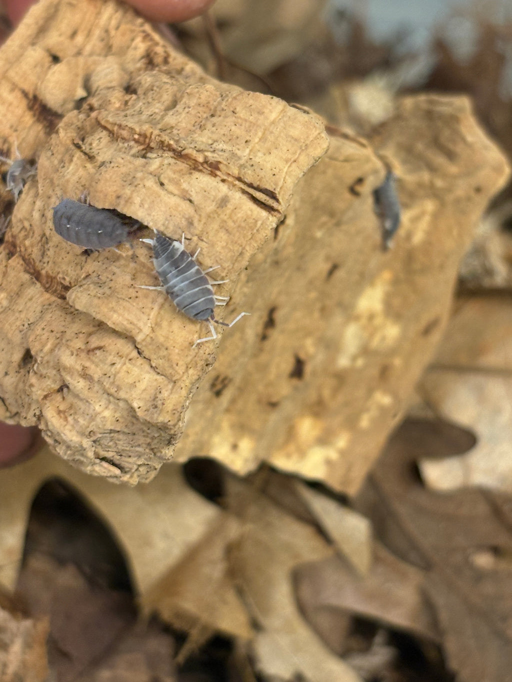 12 count- Porcellionides Pruinosus “Pied Powder Blue”
