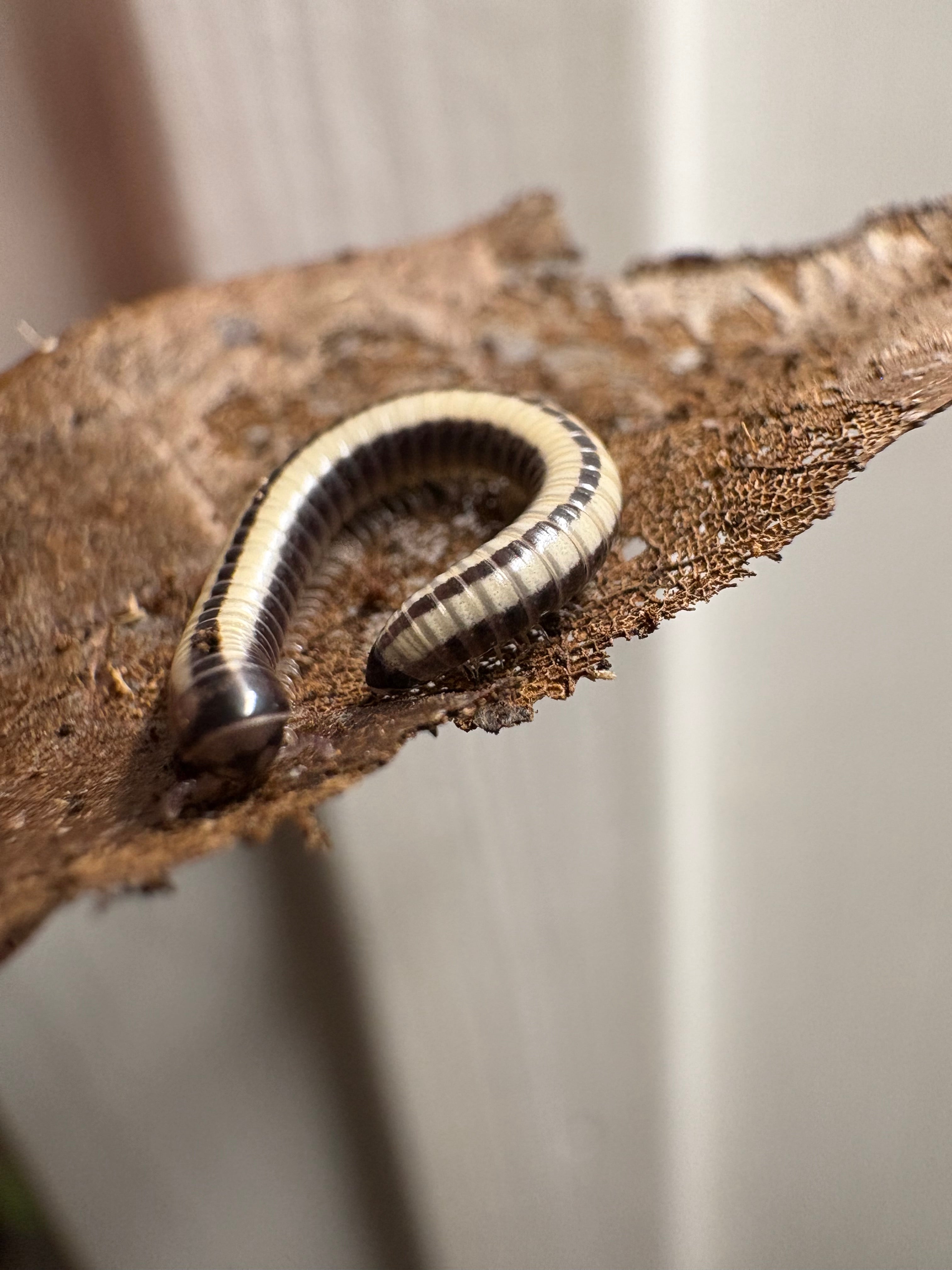 5 count- Spirobolellus Immigrans “Maui Skunk Stripe”