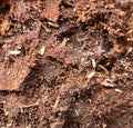 50 count- Pseudosinella Violenta “Bylas Ant”
