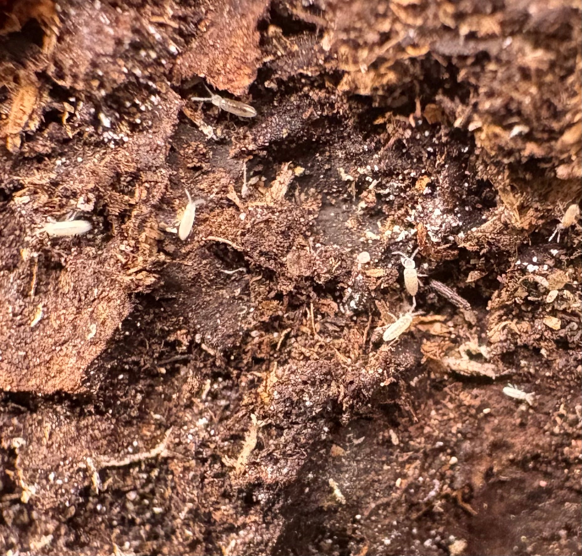 50 count- Pseudosinella Violenta “Bylas Ant”