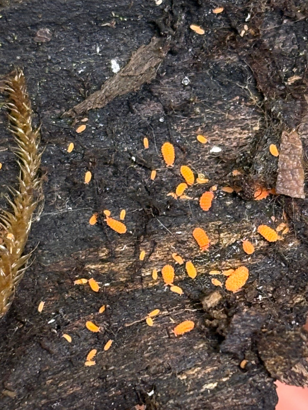 30 count- Vitroanura Giselae “Orange” (Bronx, NY)