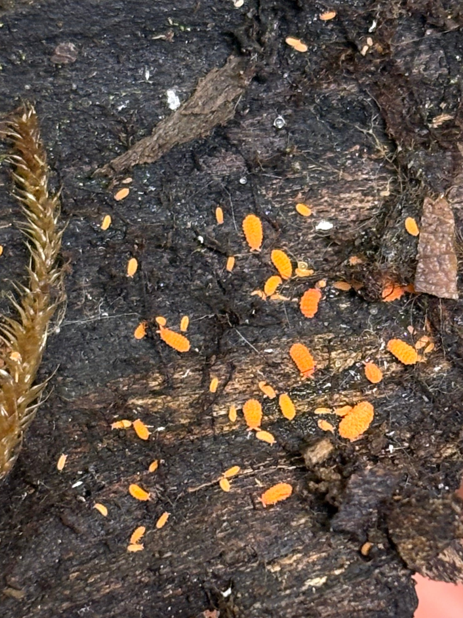 20 count- Vitroanura Giselae “Orange” (Bronx, NY)