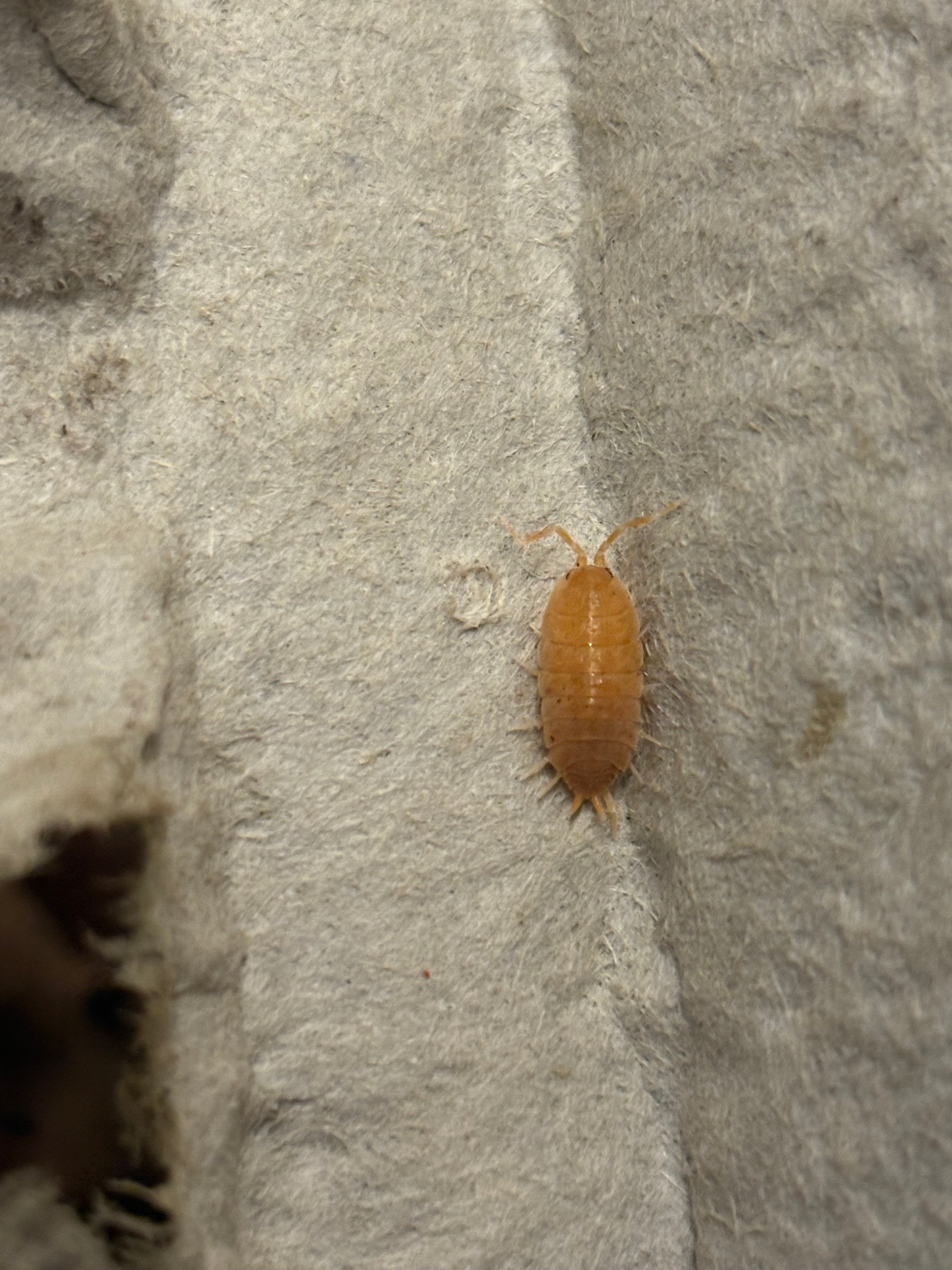 12 count- Porcellionides Pruinosus “Powder Orange”