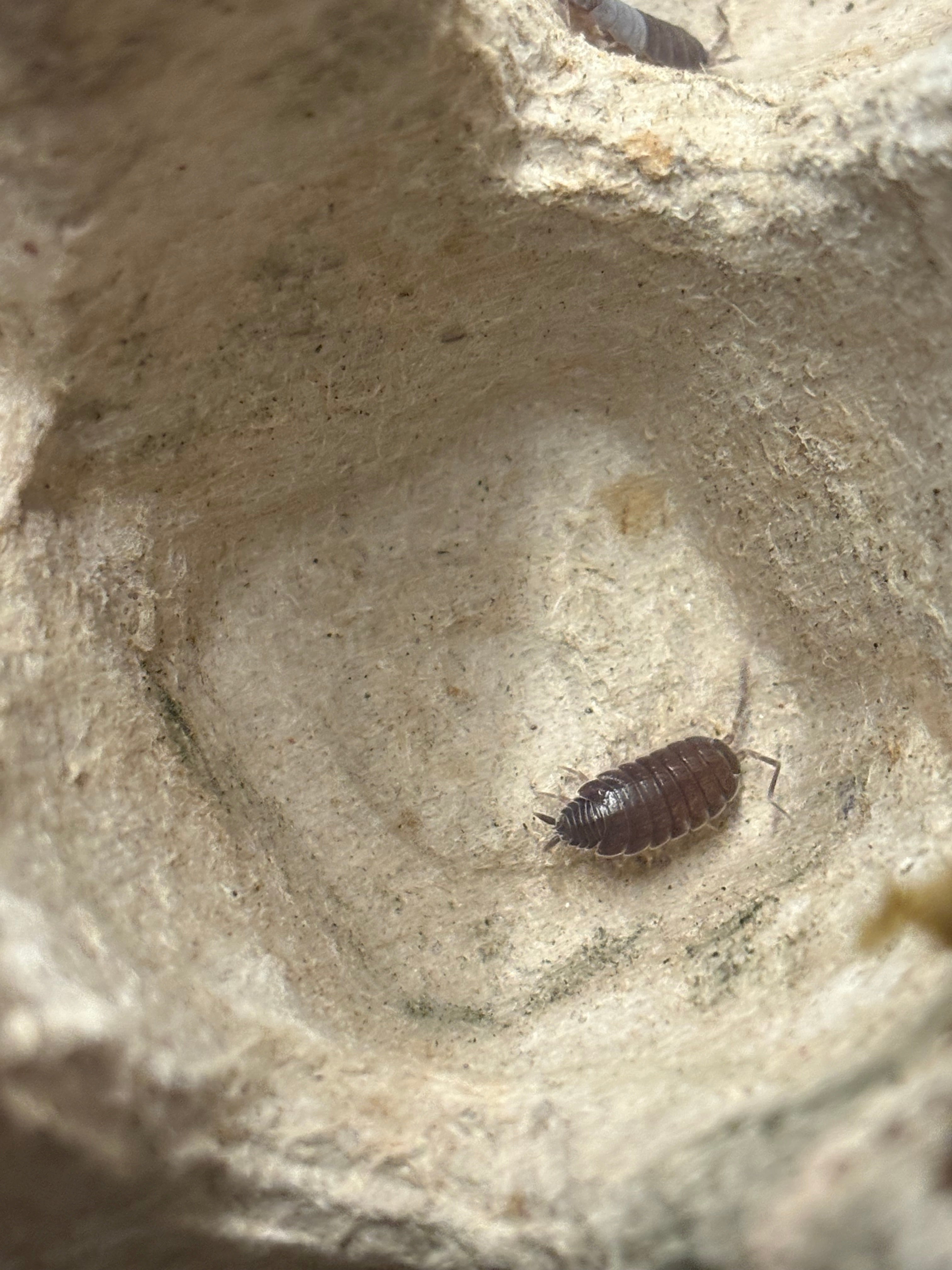 12 count- Porcellionides Pruinosus “Powder Blue”