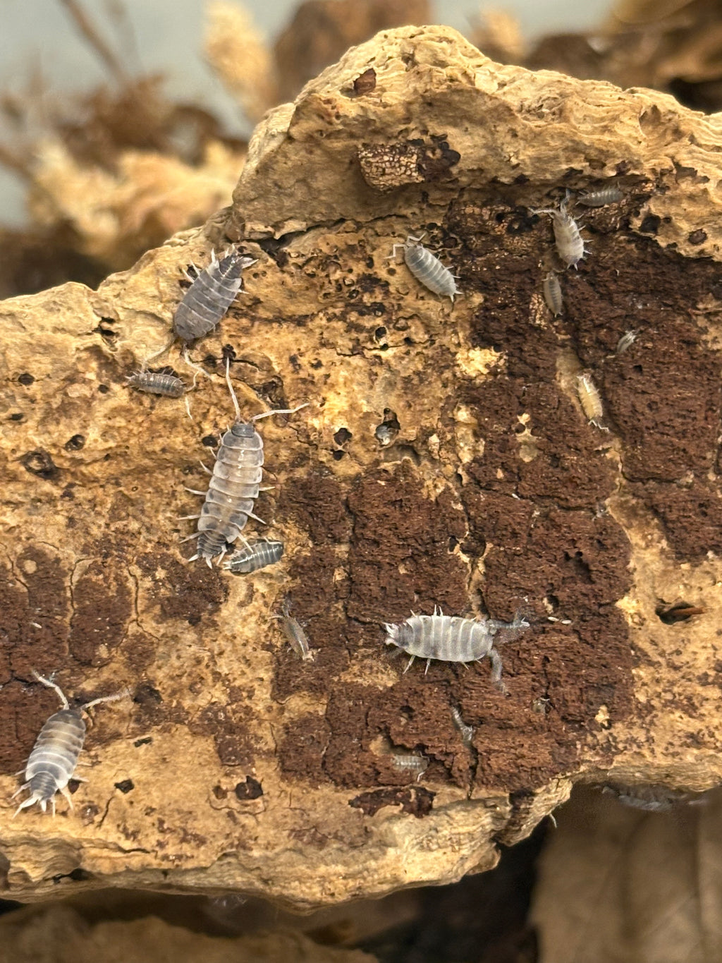 12 count- Porcellionides Pruinosus “Pied Powder Blue”