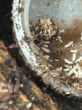 25 count- Ceratophysella Isabellae "White Albino" (Overcount)