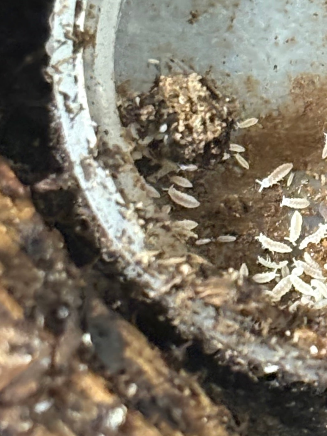 25 count- Ceratophysella Isabellae "White Albino" (Overcount)