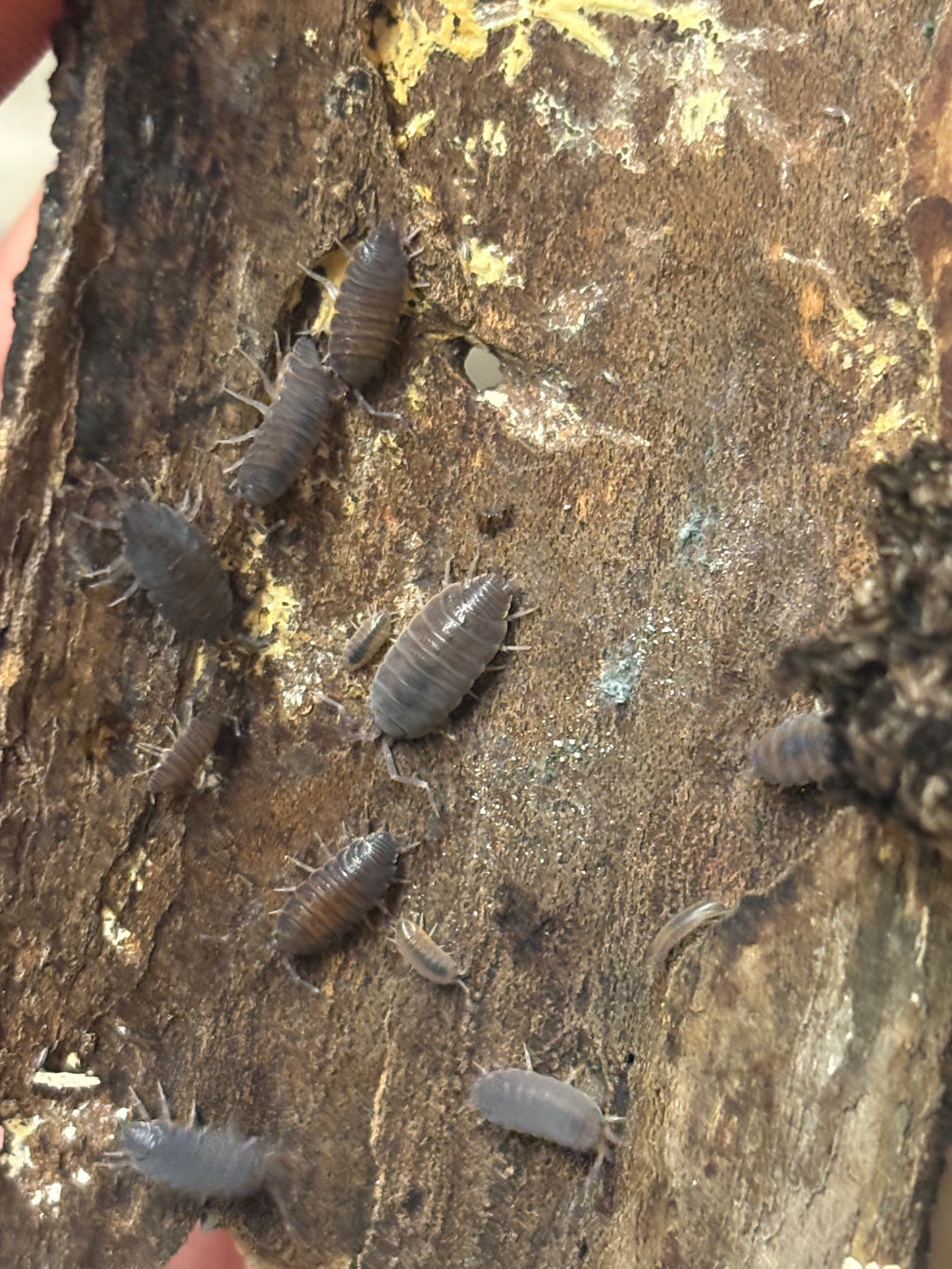 12 count- Porcellionides Pruinosus “Powder Blue”