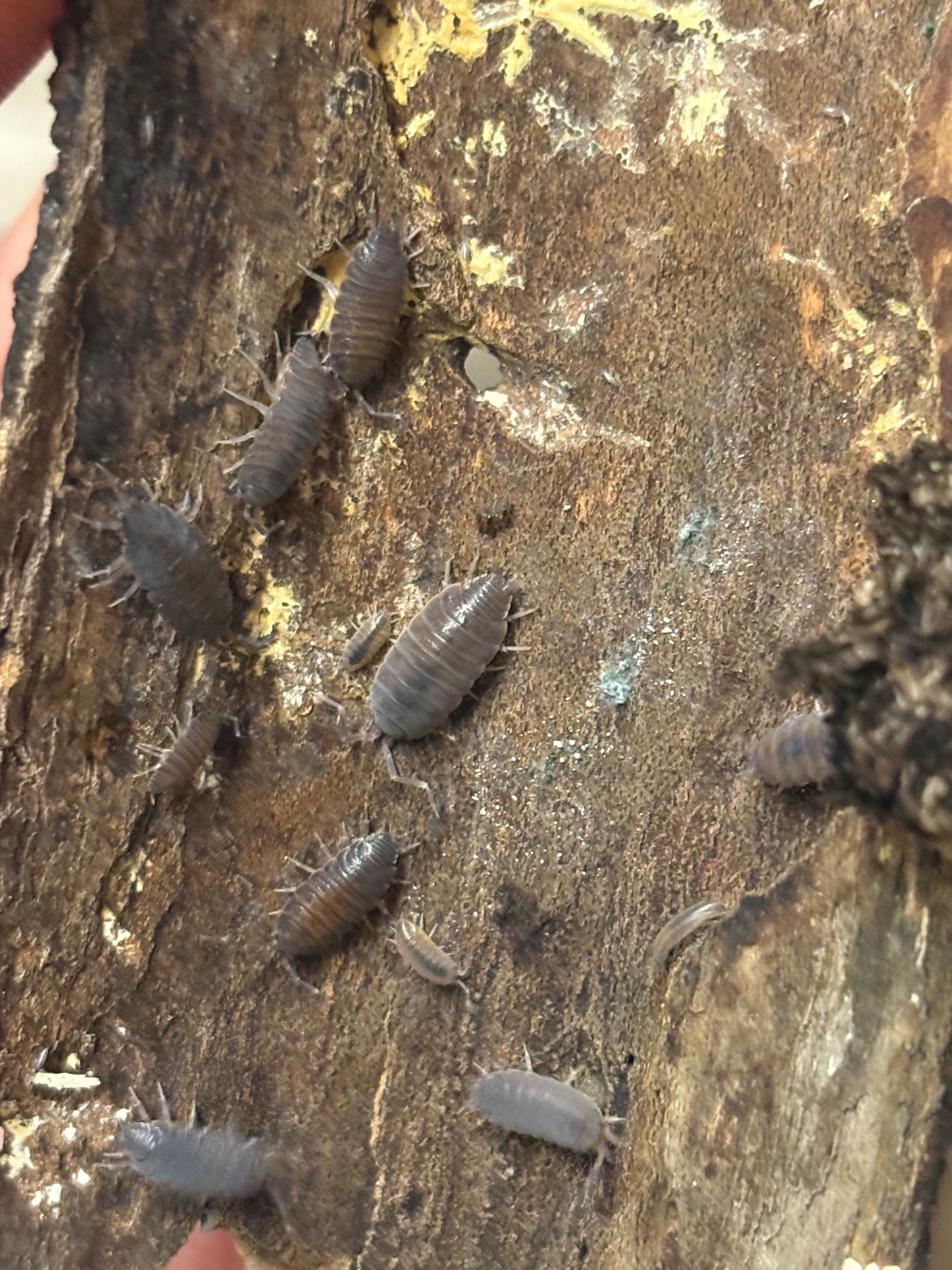 12 count- Porcellionides Pruinosus “Powder Blue”