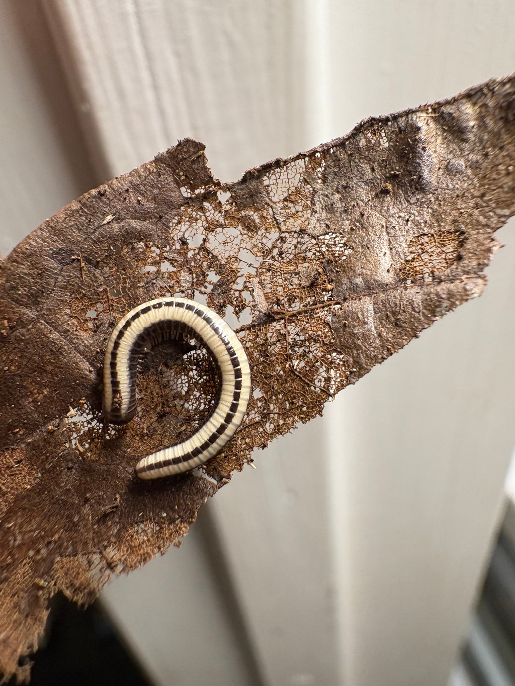 5 count- Spirobolellus Immigrans “Maui Skunk Stripe”