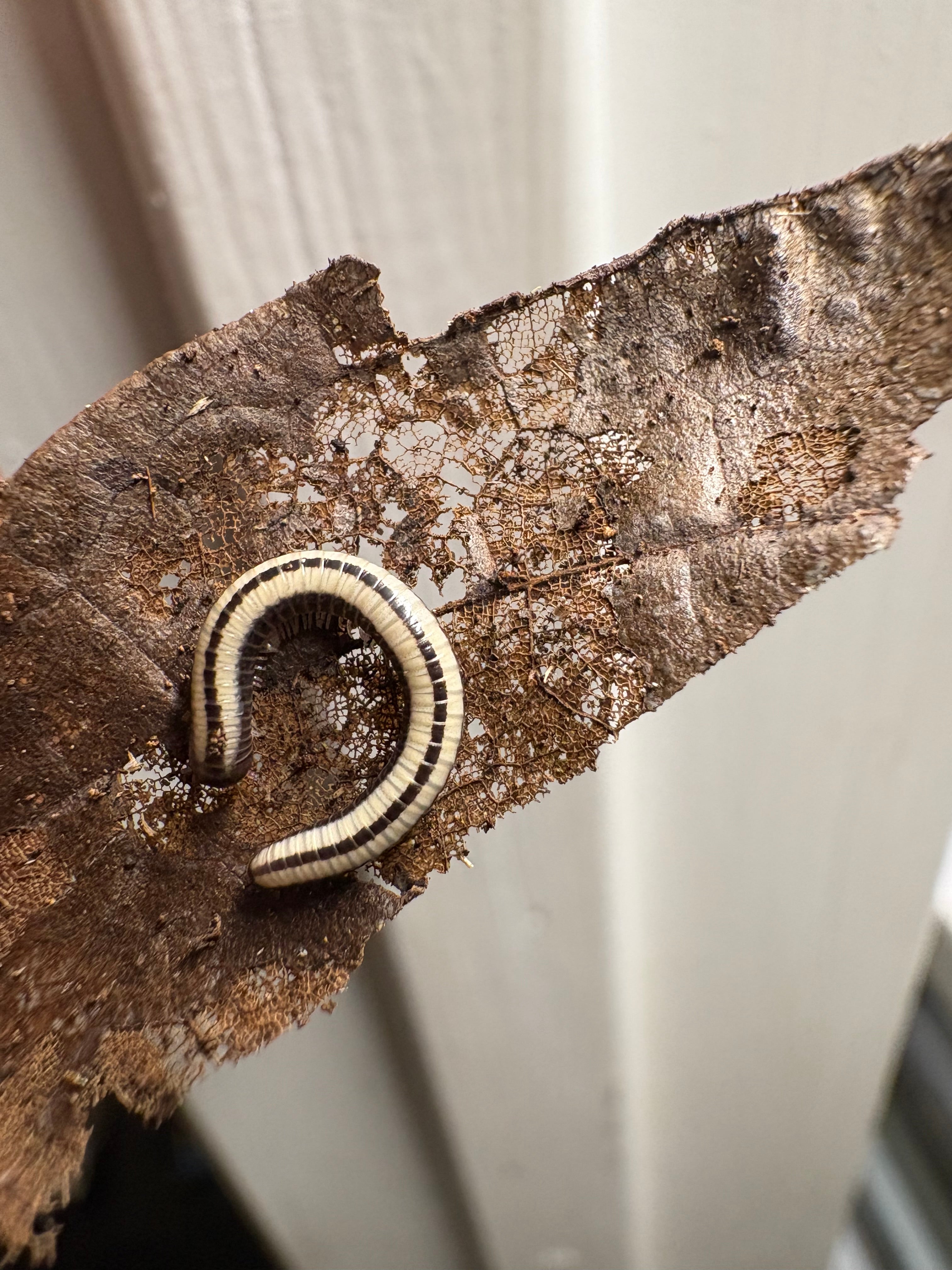 5 count- Spirobolellus Immigrans “Maui Skunk Stripe”