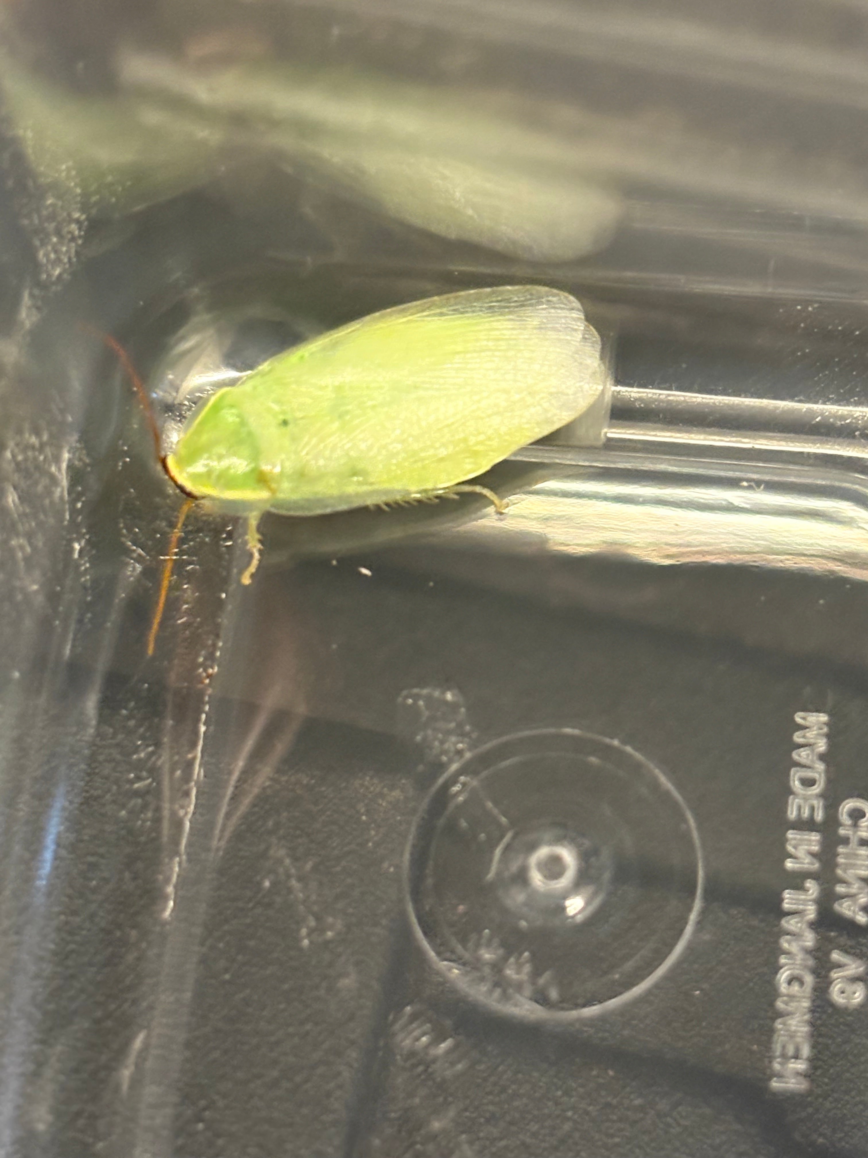 12 count- cf. Panchlora Nivea “Green Banana” (Mixed: Adults/Nymphs)