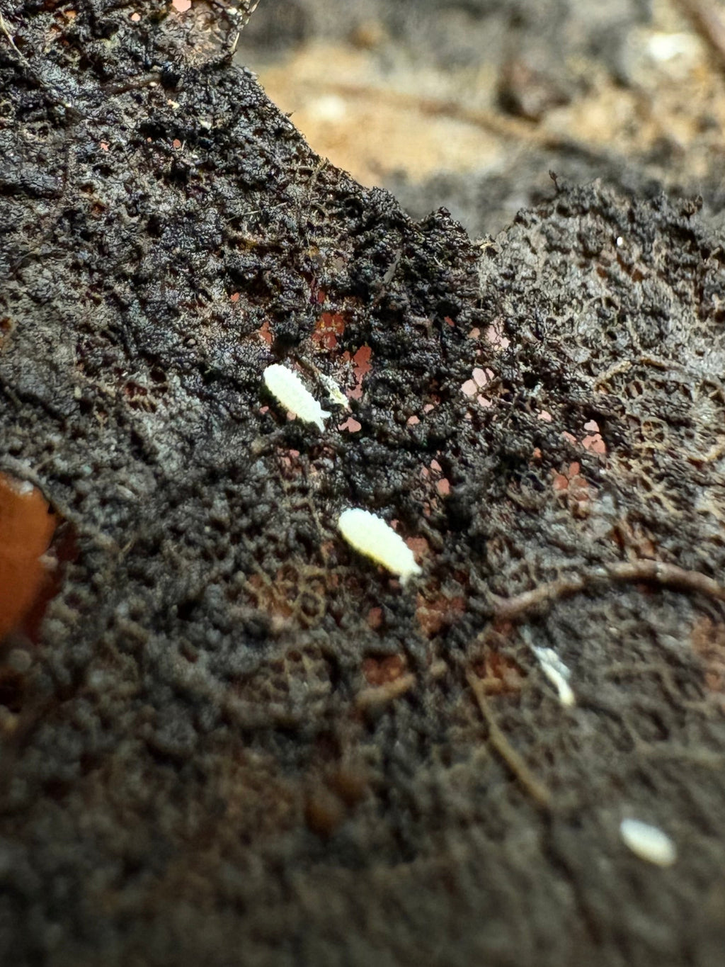 30 Count- Vitroanura Giselae "White Rabbit"