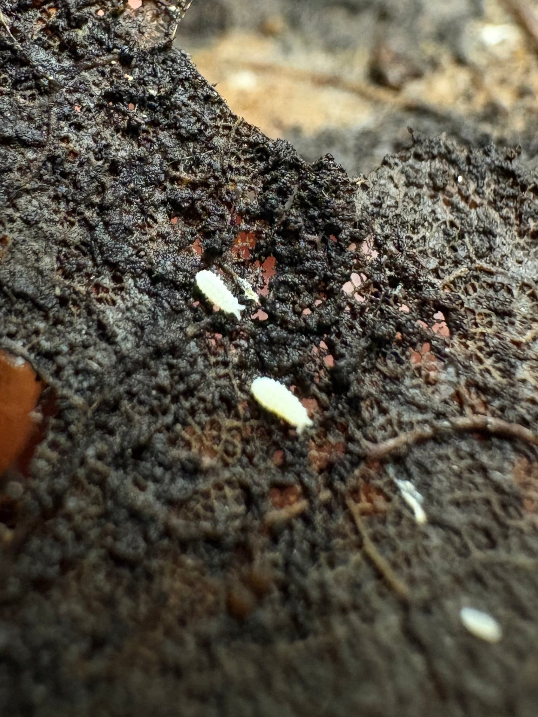 30 Count- Vitroanura Giselae "White Rabbit"