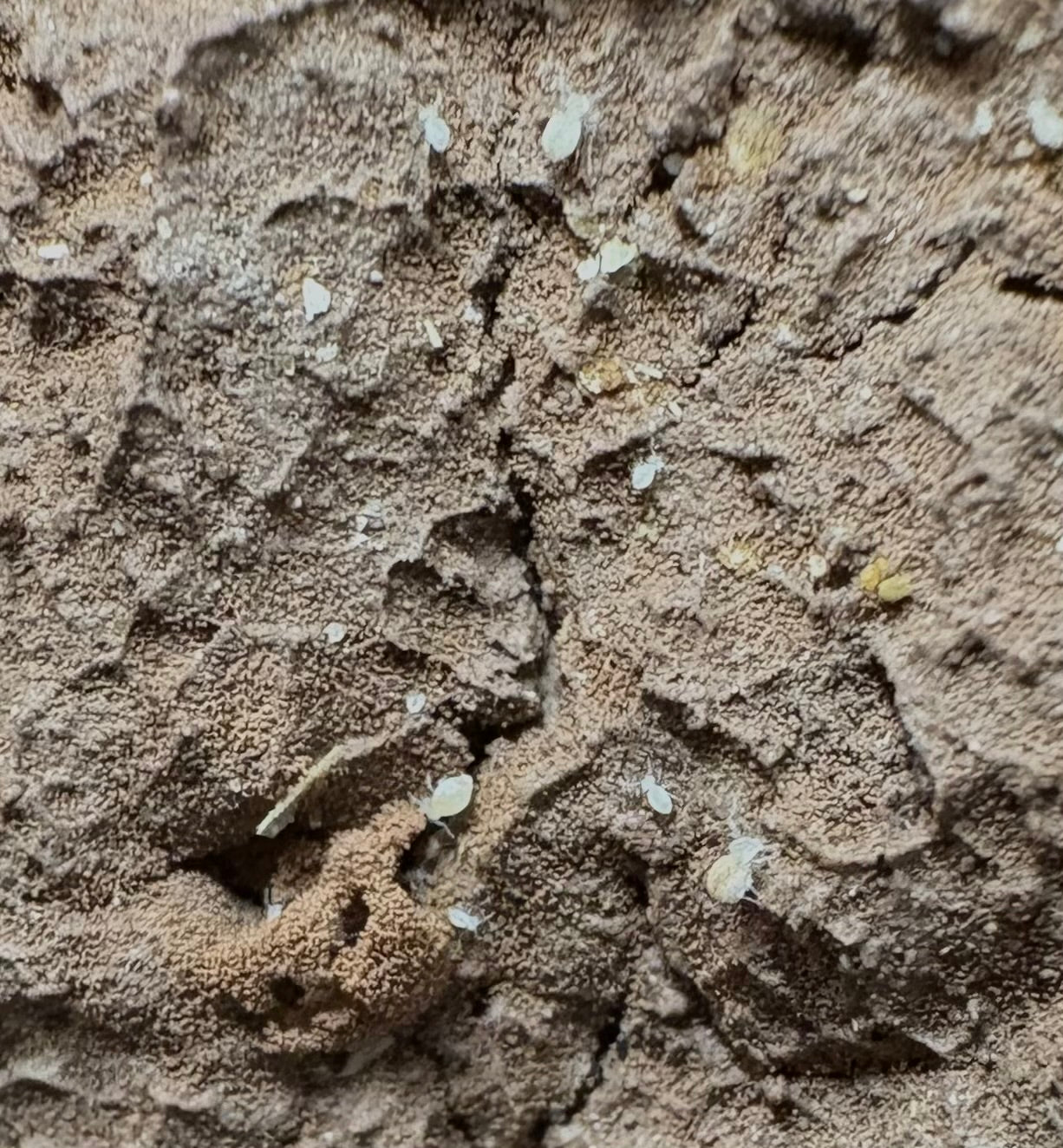 30 Count- Arrhopalites Caecus “Globular Cave”