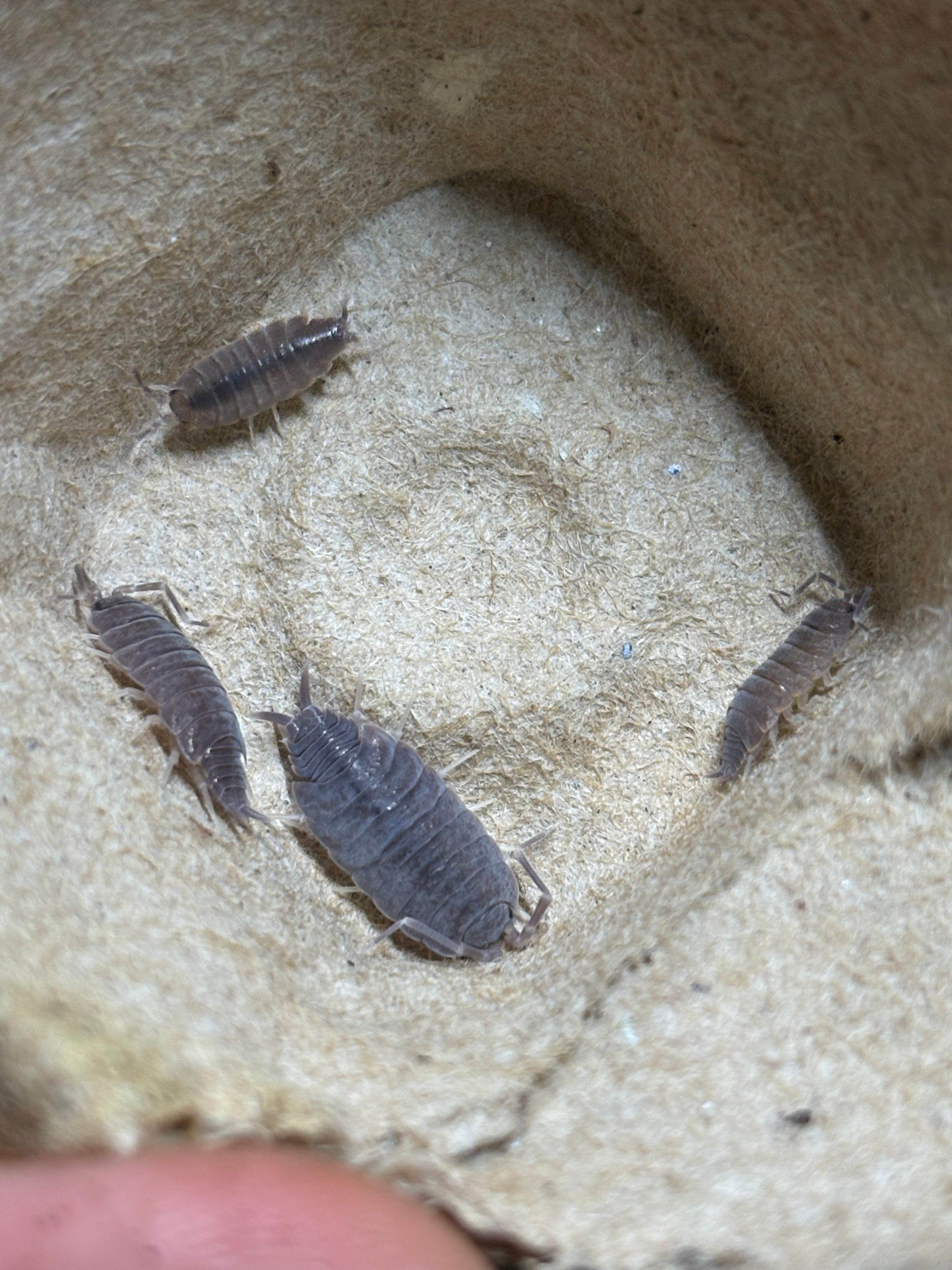 12 count- Porcellionides Pruinosus "Estacado Ghost Town"